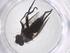  (Campylocheta Janzen60 - CBG-A42563-H07)  @11 [ ] CreativeCommons - Attribution Share - Alike (2024) Centre for Biodiversity Genomics Centre for Biodiversity Genomics