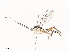  ( - CBG-A44354-C01)  @11 [ ] CreativeCommons - Attribution Share - Alike (2024) CBG Photography Group Centre for Biodiversity Genomics