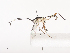  ( - CBG-A44354-C08)  @11 [ ] CreativeCommons - Attribution Share - Alike (2024) CBG Photography Group Centre for Biodiversity Genomics
