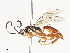  ( - CBG-A44355-A06)  @11 [ ] CreativeCommons - Attribution Share - Alike (2024) CBG Photography Group Centre for Biodiversity Genomics