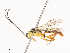  ( - CBG-A44356-E07)  @11 [ ] CreativeCommons - Attribution Share - Alike (2024) CBG Photography Group Centre for Biodiversity Genomics