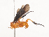  (Zelomorpha danjohnsoni - CBG-A44370-F04)  @11 [ ] CreativeCommons - Attribution Share - Alike (2024) CBG Photography Group Centre for Biodiversity Genomics