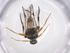  (Diolcogaster Choi5983 - CBG-A45394-G01)  @11 [ ] CreativeCommons - Attribution Share - Alike (2024) Centre for Biodiversity Genomics Centre for Biodiversity Genomics