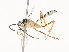  (Leptobatopsis abuelita - CBG-A46877-G10)  @11 [ ] CreativeCommons - Attribution Share - Alike (2024) CBG Photography Group Centre for Biodiversity Genomics