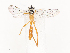  ( - CBG-A46878-A11)  @11 [ ] CreativeCommons - Attribution Share - Alike (2024) CBG Photography Group Centre for Biodiversity Genomics