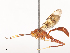  ( - CBG-A46880-C03)  @11 [ ] CreativeCommons - Attribution Share - Alike (2024) CBG Photography Group Centre for Biodiversity Genomics