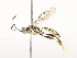  ( - CBG-A46880-E05)  @11 [ ] CreativeCommons - Attribution Share - Alike (2024) CBG Photography Group Centre for Biodiversity Genomics