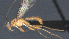  ( - CCDB-28455-B07)  @11 [ ] CreativeCommons - Attribution (2023) Michael Sharkey Centre for Biodiversity Genomics