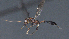  ( - CCDB-28455-B08)  @11 [ ] CreativeCommons - Attribution (2023) Michael Sharkey Centre for Biodiversity Genomics