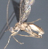  ( - CCDB-28455-C07)  @11 [ ] CreativeCommons - Attribution (2023) Michael Sharkey Centre for Biodiversity Genomics