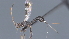  ( - CCDB-28455-D05)  @11 [ ] CreativeCommons - Attribution (2023) Michael Sharkey Centre for Biodiversity Genomics