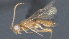  ( - CCDB-28455-F11)  @11 [ ] CreativeCommons - Attribution (2023) Michael Sharkey Centre for Biodiversity Genomics