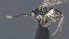  ( - CCDB-28455-H09)  @11 [ ] CreativeCommons - Attribution (2023) Michael Sharkey Centre for Biodiversity Genomics