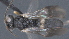  ( - CCDB-28456-A02)  @11 [ ] CreativeCommons - Attribution (2023) Michael Sharkey Centre for Biodiversity Genomics