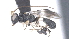  ( - CCDB-28456-A03)  @11 [ ] CreativeCommons - Attribution (2023) Michael Sharkey Centre for Biodiversity Genomics