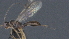  ( - CCDB-28456-A10)  @11 [ ] CreativeCommons - Attribution (2023) Michael Sharkey Centre for Biodiversity Genomics