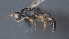  (Sharkeyella Malaise2242 - CCDB-28456-B06)  @11 [ ] CreativeCommons - Attribution (2023) Michael Sharkey Centre for Biodiversity Genomics