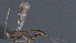  ( - CCDB-28456-B10)  @11 [ ] CreativeCommons - Attribution (2023) Michael Sharkey Centre for Biodiversity Genomics