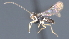  ( - CCDB-28456-C08)  @11 [ ] CreativeCommons - Attribution (2023) Michael Sharkey Centre for Biodiversity Genomics