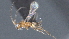  ( - CCDB-28456-D02)  @11 [ ] CreativeCommons - Attribution (2023) Michael Sharkey Centre for Biodiversity Genomics