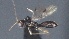  (Heterospilus Malaise0845 - CCDB-28456-D09)  @11 [ ] CreativeCommons - Attribution (2023) Michael Sharkey Centre for Biodiversity Genomics