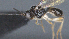  ( - CCDB-28456-F03)  @11 [ ] CreativeCommons - Attribution (2023) Michael Sharkey Centre for Biodiversity Genomics