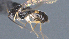  ( - CCDB-28456-F06)  @11 [ ] CreativeCommons - Attribution (2023) Michael Sharkey Centre for Biodiversity Genomics
