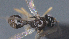  ( - CCDB-28456-G08)  @11 [ ] CreativeCommons - Attribution (2023) Michael Sharkey Centre for Biodiversity Genomics