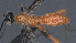  ( - CCDB-28456-G09)  @11 [ ] CreativeCommons - Attribution (2023) Michael Sharkey Centre for Biodiversity Genomics