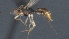  (Heterospilus Malaise1625 - CCDB-28456-H02)  @11 [ ] CreativeCommons - Attribution (2023) Michael Sharkey Centre for Biodiversity Genomics