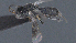  ( - CCDB-28456-H07)  @11 [ ] CreativeCommons - Attribution (2023) Michael Sharkey Centre for Biodiversity Genomics