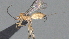  ( - CCDB-28457-C02)  @11 [ ] CreativeCommons - Attribution (2023) Michael Sharkey Centre for Biodiversity Genomics