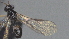  ( - CCDB-28457-D10)  @11 [ ] CreativeCommons - Attribution (2023) Michael Sharkey Centre for Biodiversity Genomics