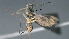  ( - CCDB-28457-D12)  @11 [ ] CreativeCommons - Attribution (2023) Michael Sharkey Centre for Biodiversity Genomics