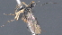  ( - CCDB-28457-E05)  @11 [ ] CreativeCommons - Attribution (2023) Michael Sharkey Centre for Biodiversity Genomics