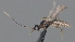  ( - CCDB-28464-B04)  @11 [ ] CreativeCommons - Attribution (2023) Michael Sharkey Centre for Biodiversity Genomics