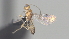  ( - CCDB-28464-B08)  @11 [ ] CreativeCommons - Attribution (2023) Michael Sharkey Centre for Biodiversity Genomics
