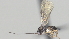  ( - CCDB-28464-B09)  @11 [ ] CreativeCommons - Attribution (2023) Michael Sharkey Centre for Biodiversity Genomics