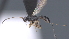  ( - CCDB-28464-C03)  @11 [ ] CreativeCommons - Attribution (2023) Michael Sharkey Centre for Biodiversity Genomics