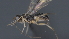  (Pseudognaptodon Malaise7443 - CCDB-28464-E09)  @11 [ ] CreativeCommons - Attribution (2023) Michael Sharkey Centre for Biodiversity Genomics