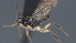  ( - CCDB-28464-E10)  @11 [ ] CreativeCommons - Attribution (2023) Michael Sharkey Centre for Biodiversity Genomics