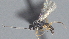  ( - CCDB-28469-A11)  @11 [ ] CreativeCommons - Attribution (2023) Michael Sharkey Centre for Biodiversity Genomics