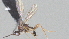  ( - CCDB-28469-C02)  @11 [ ] CreativeCommons - Attribution (2023) Michael Sharkey Centre for Biodiversity Genomics