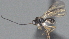  ( - CCDB-28469-D03)  @11 [ ] CreativeCommons - Attribution (2023) Michael Sharkey Centre for Biodiversity Genomics