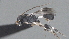  ( - CCDB-28469-D05)  @11 [ ] CreativeCommons - Attribution (2023) Michael Sharkey Centre for Biodiversity Genomics