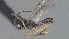  ( - CCDB-28469-D08)  @11 [ ] CreativeCommons - Attribution (2023) Michael Sharkey Centre for Biodiversity Genomics