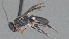  ( - CCDB-28469-D11)  @11 [ ] CreativeCommons - Attribution (2023) Michael Sharkey Centre for Biodiversity Genomics