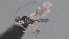  (Hormius Malaise1903 - CCDB-28469-E02)  @11 [ ] CreativeCommons - Attribution (2023) Michael Sharkey Centre for Biodiversity Genomics
