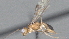  (Phanerotoma Malaise0246 - CCDB-28469-F03)  @11 [ ] CreativeCommons - Attribution (2023) Michael Sharkey Centre for Biodiversity Genomics