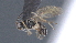  ( - CCDB-28469-G09)  @11 [ ] CreativeCommons - Attribution (2023) Michael Sharkey Centre for Biodiversity Genomics